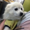 펫토피아 동물병원 이미지