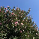 카멜리아힐 이미지