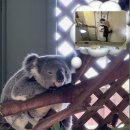 (주)한국교통 | 시드니 페더데일 동물원 셔틀없이 대중교통 이용 코알라와 사진 찍은 후기