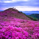 자연과숲 - 14712 | 자연과숲