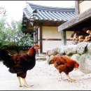 고향삼계탕 이미지