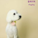 플레이독(애견유치원&호텔) 이미지