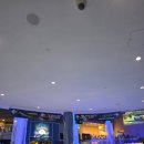 [미국/애틀란타여행] Georgia Aquarium | 미국 최대 규모의 아쿠아리움 후기(feat. 해달, 고래상어)