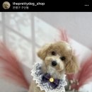 더이쁘개 이미지