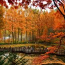 용태울 | 대전 장태산 자연휴양림 단풍 실시간 주차 숙박 메타세쿼이아 총정리