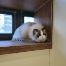 아르밤 펫 | 강동구 고양이호텔 윤집사 후기 | 아르의 생애 첫 2박3일 호텔링 2탄 (퇴실일 반응)