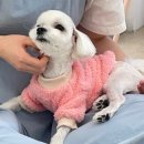 펫친구