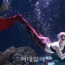 돼지개띠 이미지