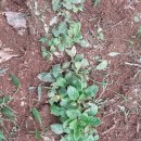 시은이네 농장 이미지