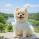 강아지여름옷 펫코지 가볍고 사랑스러운 디자인 후기~!