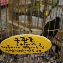 앵무세상 이미지