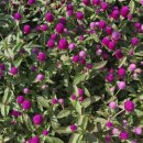 학부모, 교사와 동행하는 욕구 기반 소통법 | 활짝 피어나라 - 발달심리학 관점에서 본 아동. 청소년 이해와 학교 폭력 예방과 개입방법