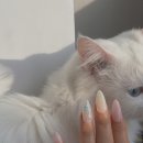 프리에르네일스튜디오