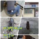 로취버스터즈 - 안성시 | 대구바퀴벌레퇴치 제대로 받아보셔야해요