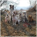 굿데이독 케어센터 이미지