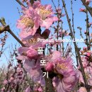 풀또기 Prunus triloba Lindl. 이미지