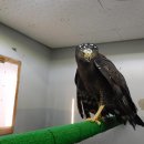 부산야생동물치료센터 이미지