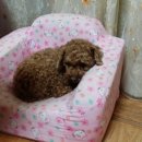 꽃남아 사랑해 이미지