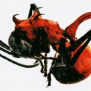 개미목장 이미지