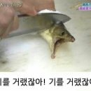흑산장어
