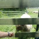 해돌목장 이미지