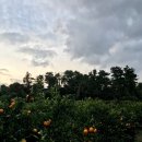 다모리네 이미지