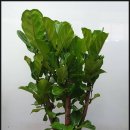 베리굿약국 이미지