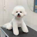 뽀송이네 펫살롱 | 강서/화곡 비숑미용전문 펫살롱153 강아지미용후기(예약방법&amp;미용가격)