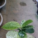 구름에달가듯이 이미지