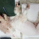 카페프리제