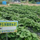 흙과삶농장 한겨레