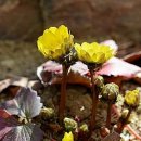 이른봄의 서정 이미지