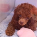 늘안아줄개 이미지