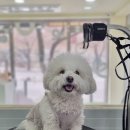 포테이토 독 이미지