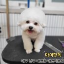 마이핫독 이미지