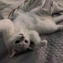 밤고양이 타로 네이버블로그