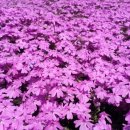 숲속마을 이미지