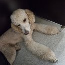 껌딱지 <b>호지</b>