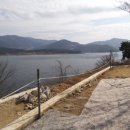 상록수 이미지