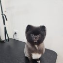 로이애견 이미지