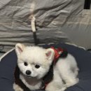 그로브캠핑;펜션