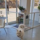 해피독쌤 이미지