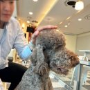 청주유기동물입양지원센터 개가 꿈꾸는 세상 네이버블로그