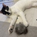 내돈내산❤️ 원시림의곰 빗 후기(고양이빗 추천)