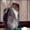 골프 스윙 하는 귀여운 다람쥐 이미지
