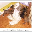 아리스타타 이미지