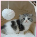 광주고양이분양 제나캣 광주점 | 전남 고양이분양 관리가 잘 되어 있는 광주고양이분양 제나캣 광주점