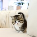 수원고양이분양 고사남 본점 이미지