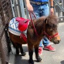 성호공원(3구역) 게이트볼장 옆 화장실 | [도쿄/축제]2025 도쿄 가을축제 추천: 이타바시구민축제(제54회) 일정·먹거리·아이동반 팁