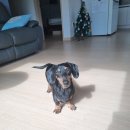 구피애견 이미지